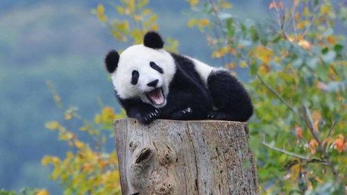 黄衣熊猫吃瓜,揭秘娱乐圈幕后故事