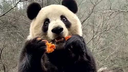 黄衣熊猫吃瓜,揭秘娱乐圈幕后故事