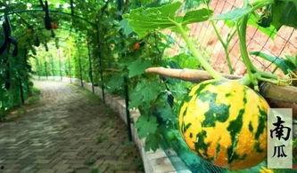 画饼吃瓜摸鱼,揭秘现代人的三种生活态度