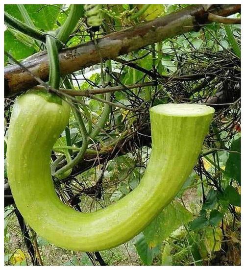 一米吃瓜群,揭秘网络社交圈的趣味与争议