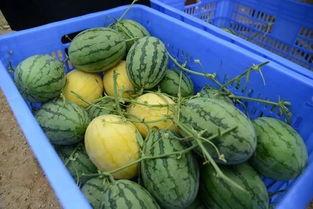 一米吃瓜群,揭秘网络社交圈的趣味与争议