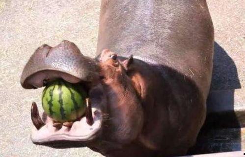 河马吃瓜特效,趣味横生，特效瞬间引爆欢乐