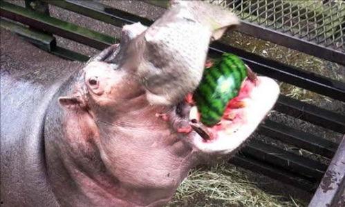 河马吃瓜特效,趣味横生，特效瞬间引爆欢乐