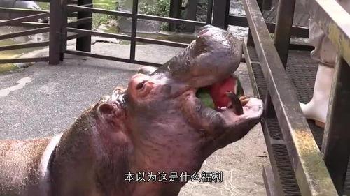 河马吃瓜特效,趣味横生，特效瞬间引爆欢乐