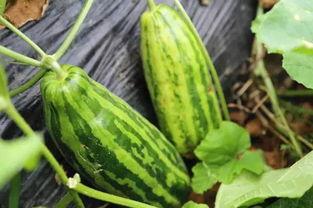 吃瓜吃撑什么意思,揭秘网络热议背后的真相与反思