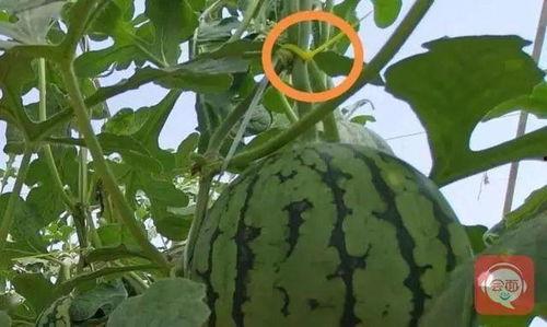 夏季吃三瓜指哪三瓜,西瓜、黄瓜、苦瓜的清凉之旅