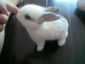 宠物兔夏天吃瓜,宠物兔的瓜果盛宴