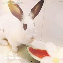 宠物兔夏天吃瓜,宠物兔的瓜果盛宴