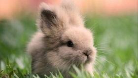 吃瓜的兔子516,揭秘娱乐圈背后的那些事儿