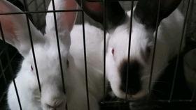 吃瓜的兔子516,揭秘娱乐圈背后的那些事儿