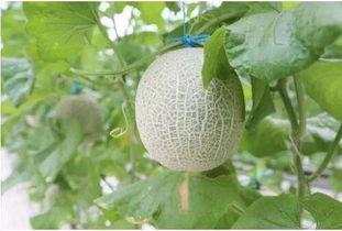 梦见吃黑蜜瓜好吗,吃黑蜜瓜的吉凶预兆