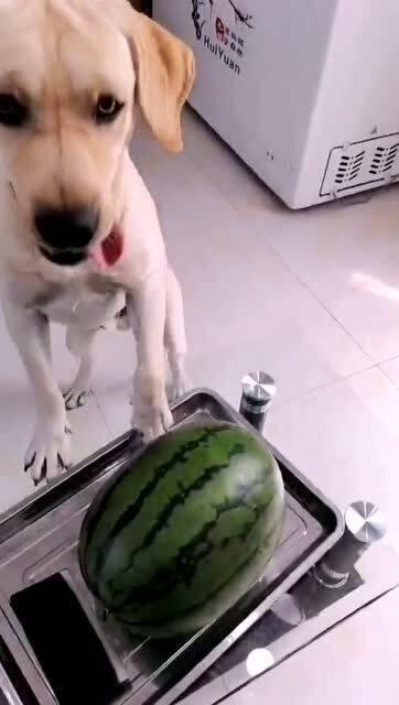 反差小狗反差女吃瓜,小狗与女侠的吃瓜日常