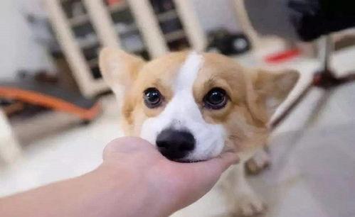 反差小狗反差女吃瓜,小狗与女侠的吃瓜日常