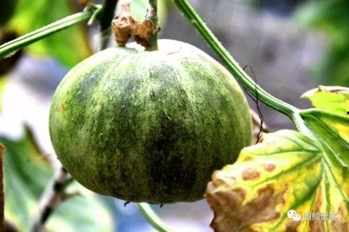 过年可以吃瓜,品瓜香，共享团圆时光