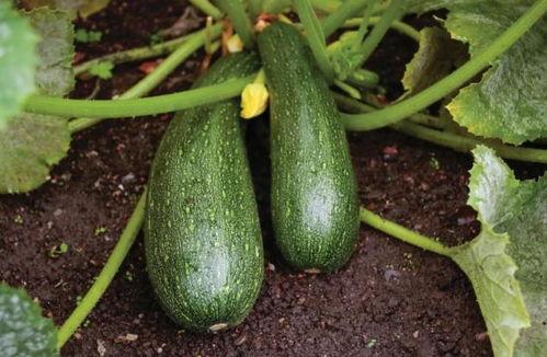 吃中药可以吃瓜嘛,合理搭配的健康饮食指南