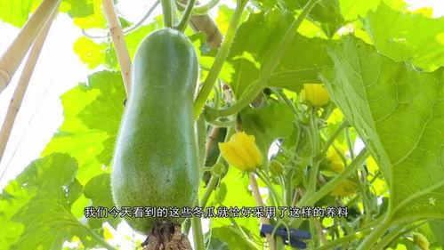 广东女子吃瓜,瓜中藏宝引发热议