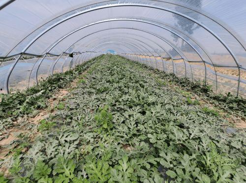 闪亮吃瓜,揭秘娱乐圈幕后故事