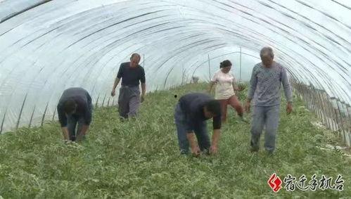 闪亮吃瓜,揭秘娱乐圈幕后故事