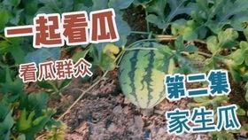 大瓜吃的真香,揭秘娱乐圈那些“真香”瞬间