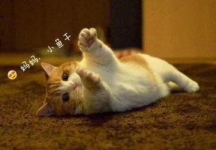 吃瓜喵喵酱巴尼