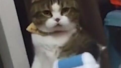 吃瓜喵喵酱巴尼