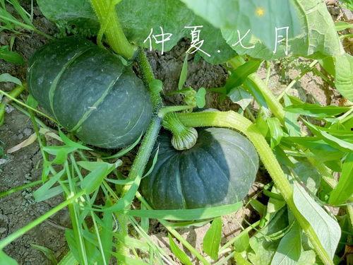 吃蜜瓜上颚破皮刺痛,上颚刺痛背后的甜蜜真相