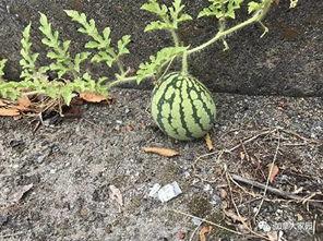 搜索历史吃瓜,那些让人捧腹大笑的幕后故事