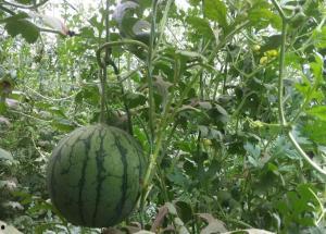 吃小凤瓜,小凤瓜的美味探索