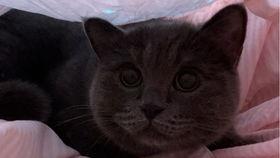 吃瓜小猫搞笑,笑料横生的欢乐日常