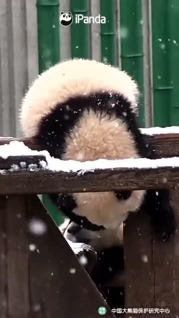 吃瓜小熊安然,揭秘娱乐圈的甜蜜瓜田