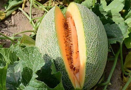 吃哈密瓜防晒,美味与护肤两不误