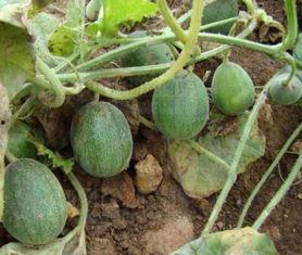 农村吃瓜尖,瓜尖飘香，共享丰收喜悦