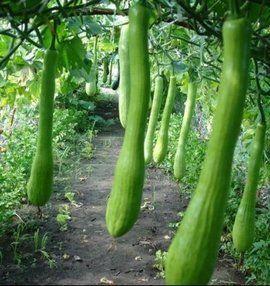 农村吃瓜尖,瓜尖飘香，共享丰收喜悦