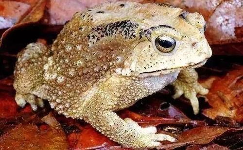 看看蛤蟆瓜怎么吃