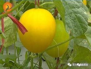 周末吃瓜去哪里,探寻最佳“瓜田”去处