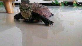 吃乌龟的小吃瓜,揭秘吃乌龟的奇特小吃瓜界传奇