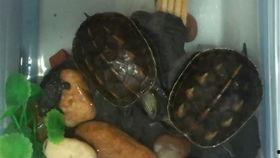 吃乌龟的小吃瓜,揭秘吃乌龟的奇特小吃瓜界传奇