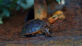 吃乌龟的小吃瓜,揭秘吃乌龟的奇特小吃瓜界传奇