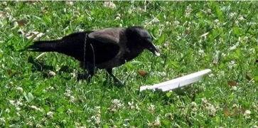 乌鸦呱呱吃瓜,揭秘吃瓜背后的趣味与智慧