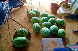 田瓜怎样吃,解锁美味新体验