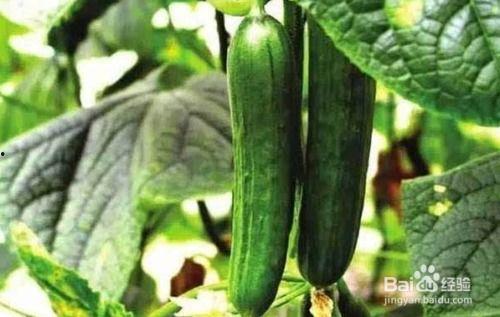 吃瓜群黄瓜,一场舌尖上的狂欢