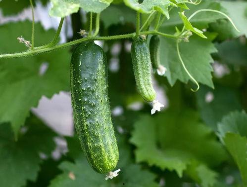 吃瓜群黄瓜,一场舌尖上的狂欢