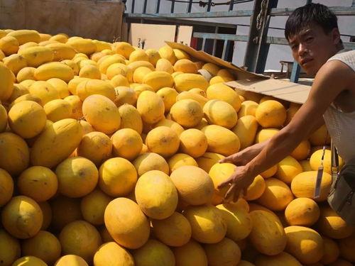 呼和浩特吃瓜事件,一场网络热议背后的真相探寻