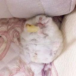 躺沙发上吃瓜,悠闲时光里的惬意生活