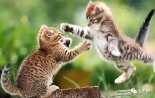 人类吵架猫咪吃瓜,萌态十足