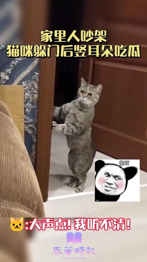 人类吵架猫咪吃瓜,萌态十足