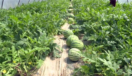 邳州最近吃瓜事件视频,一场引发热议的网络风波