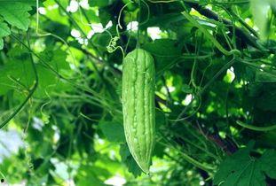 盘点那些天天吃瓜,揭秘娱乐圈那些吃瓜群众的狂欢盛宴