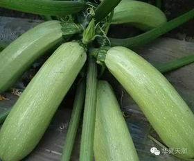 什么吃长小瓜,科学搭配长小瓜食谱