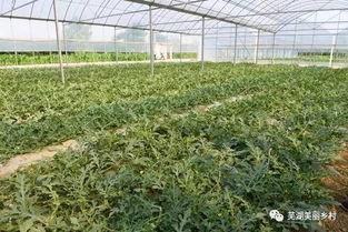 吃瓜群众专属福利,畅享夏日清凉盛宴